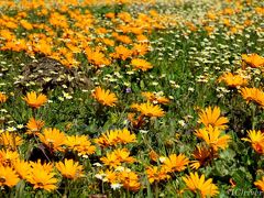 年に一度！砂漠に現れる奇跡の花園「ナマクワランド」前編（第1日・2日目編）