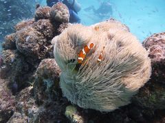 一人でダイビング石垣島2017年6月