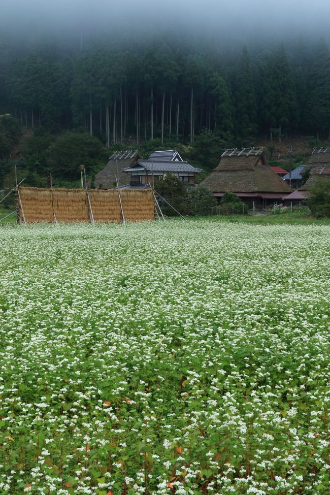 そばの花が見頃の美山かやぶきの里へ。<br /><br /><br />美山かやぶきの里<br />源光庵<br />光悦寺（参道のみ）