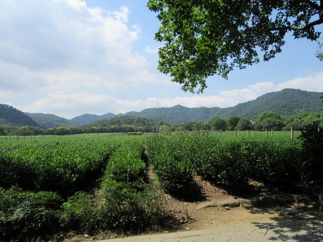 上海から新幹線で1時間。銘茶「龍井茶（ろんじんちゃ）」の産地、杭州、龍井村へ行き広々としたお茶畑を見てきました。<br />お茶畑のあとは西湖の周りをぶらぶら。風光明媚という言葉がぴったりの世界遺産の古都。どっちを向いても美しい景色に出会えました。杭州は13世紀、南宋時代に首都がおかれ、大都市として繁栄。