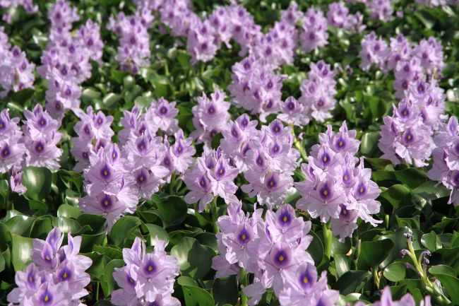 ホテイアオイ<br />本薬師寺跡周囲にある1.4ヘクタールの水田には、毎年7月初旬に約14,000株が植えつけられ、最盛期には約400,000株の美しい紫色の花が水田一面に広がります。<br /><br />毎年来ているのですが、新聞やテレビで報道されて年々訪れる人が多くなってきています。<br />さほど広くない元々の駐車場は常に満車状態とのこと。<br />今年から数百メートル離れた場所に臨時の駐車場が設けられ、警備員さんの誘導でそこに駐車しました。<br />