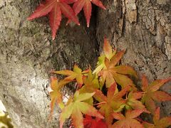 神戸しあわせの村に小さい秋み～つけた！