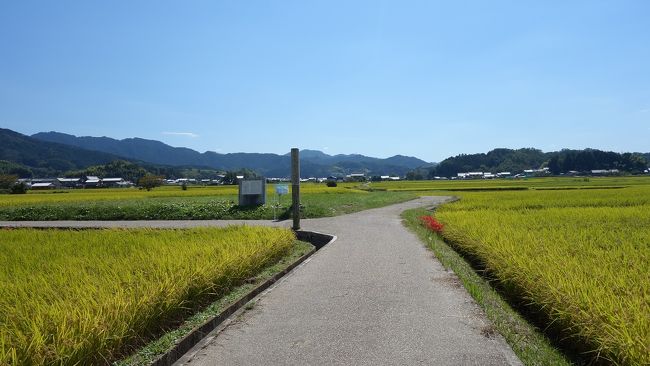タイトルが思い浮かびません。今週は自身の通院とかで凹んだりした週でもありましたが、後半それを挽回しようと近場の温泉へ行きました、返す刀で明日香へ行ったと云うと写真でも出てくる「蘇我入鹿」の様ですが、首を切られては元もありません。眼に残る印象を言葉で並べると表題になったという所です。<br /> さて、明日香で車を置くのは甘樫丘東駐車場です。ここから、トレンクルを引き出して輪行開始です。川原寺へのショートカットを選択すると、人もまばら。甘樫丘には名はあるのに、東向かいの丘陵には名が在りません(字名は川原でした)。ひょっとして、重要な文化財が埋蔵されていたりして、発見されると「東甘樫丘」とか、「飛鳥川丘陵」とか洒落た名が付くかも知れません。<br /> 川原寺跡から道を渡ると橘寺です。門前の田圃と彼岸花が印象に残ります。南に突き当たりを東西方向に流れる水路に従って、上へ向かい玉藻橋を渡ると石舞台に。仲秋の名月関連の行事の準備でしょうか、テントが立ち並んでいます。石舞台は木の葉が落ちきっていないので、隙間から見ることが出来ません。立木で覆って見えなくして、木戸銭を取るとはせちがない事ですなと、あの世の馬子も嘆いているかかも。<br /> 島庄地区の水路に沿った古道脇はお勧めの場所です。全く観光客は寄りつきません、前後に有名な観光資源があるためでしょう。一つは「犬養万葉記念館」です。著名な万葉学者であります犬養孝先生は、私の万葉・和歌の先生「偐家持」氏の先生です、でもって私は犬養先生の孫弟子、と勝手に名告っております。先へ進みましょう。<br /> 集落を過ぎ田圃の中心部にあるのが、飛鳥京跡(伝飛鳥板蓋宮跡)です。采女( うねめ)の 袖吹きかへす 明日香風 都を遠み いたづらに吹く <志貴皇子>の歌碑があります。更に北に進むと飛鳥寺です。ここは、裏門のみで蘇我入鹿の首塚へお参りです。先の飛鳥京から飛んできたと言いますから、頸椎の筋肉は相当なものだったのでしょう。更に北へ下ると大官大寺跡です、この辺りから走ってきた方向を眺めると大凡明日香村が、飛鳥川沿いに出来た扇状地に沿って成り立っていることが望めます。飛鳥川を始めとする大和川水系は古代国家の母なる川でありましょう。<br /> 以上で明日香村輪行は終わりですが、先の橿原市内の本薬師寺ホテイアオイも気になります。少し足を伸ばして見てきましたが、前回の蓮に代わって彼岸花とが競演していました。此も又絵になります。さて、ぼちぼちお腹も減ってきましたので道端の丼屋さんで昼食です。お腹が一杯になるともう走る気になりませんが、車まで戻らねば帰れません。車の自動運転に対しては反対派でしたが、斯様な時にスマートホンのボタン一つで車から来てくれるなら、節操無く賛成派に転向します。<br /><br /> 飛鳥川<br /> いにしえの 都は明日香 川筋に 流れは続き 難波江へと <偐山頭火>