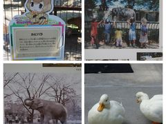 2017初秋の井の頭公園～象のはな子写真展