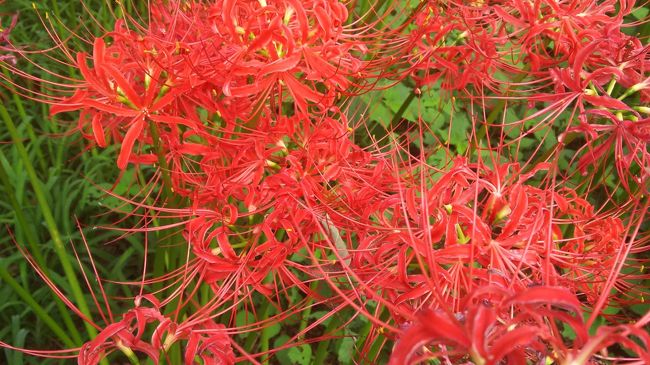 夏が終わり秋めいてきました。ここ高麗川巾着田、今年の曼殊沙華は20日前後が見ごろと聞いたので行ってきました。見ごろは1週間ぐらいしかない短い花の命です。４travelで検索すると既に10人以上の方が旅行記を上げています。私も参加させて頂きます。旅行記の中の一つと同じ道、五常の滝→物見山→日和田山→巾着田をたどって見ました。