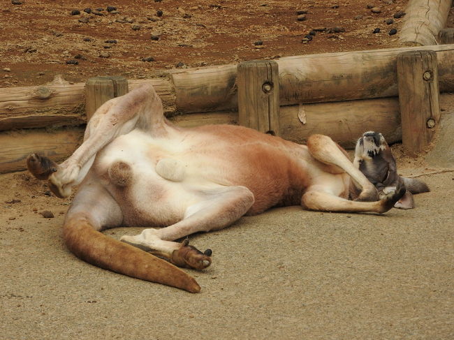 本日10月1日は都民の日です!<br />なんと、多摩動物公園が無料で入れちゃいます!!<br /><br />駐車場は激混みでしたが、久しぶりに動物園を楽しめました