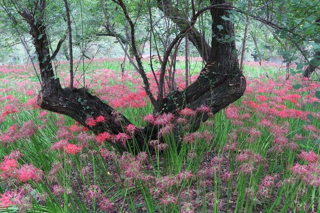 「曼珠沙華」(別名、彼岸花)のようにこれほど仏の香りもするが、死臭もする花が他にあるだろうか? 巾着田(きんちゃくだ)の地名と共に、近くには高麗神社があるというこの地が気になり、遅めながら出かけることにした。<br /> なぜそんなに出かけるのかといえば、自分の探している何かに、どこかでバッタリ出会えると信じているからだ。<br /><br />●写真集「旅と写真と悠遊人」Ⅰ~Ⅲ完成<br /> 「旅と写真と悠遊人」Ⅳ兄弟編 完成 <br /> 「旅と写真と悠遊人」Ⅴ奥日光編完成<br /> 「旅と写真と悠遊人Ⅵ」沖縄編 完成<br /><br /> ・百年を百度繋いで曼珠沙華<br /><br /> ・ひつじ雲今年の秋は早そかな?<br /><br /> ・紅葉より青葉が見たし終活期