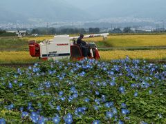 花から花へ　伊那路の秋の花巡り♪