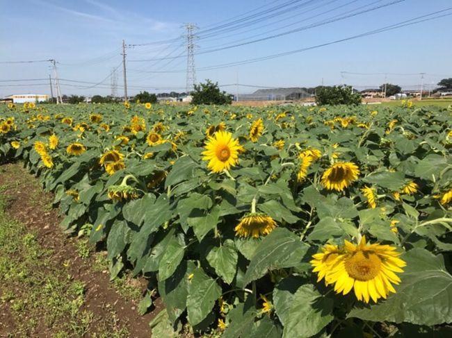 埼玉県鴻巣の花のオアシスでは、今年から秋にひまわりの花が見れるように種を植えているようです。<br />秋に見られるひまわりが珍しく、新聞にも取り上げられていました。<br />気になって行ってきました。