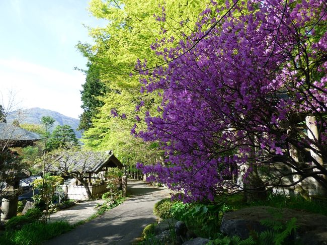 写真の枚数が50枚に達したので、複数話に分けて朝の仙石原の散歩道の様子を綴ります。<br /><br />GW最終日は、前日の霧雨交じりの天気と打って変わった好天で、明るい朝日の中の散歩を楽しみます。<br />
