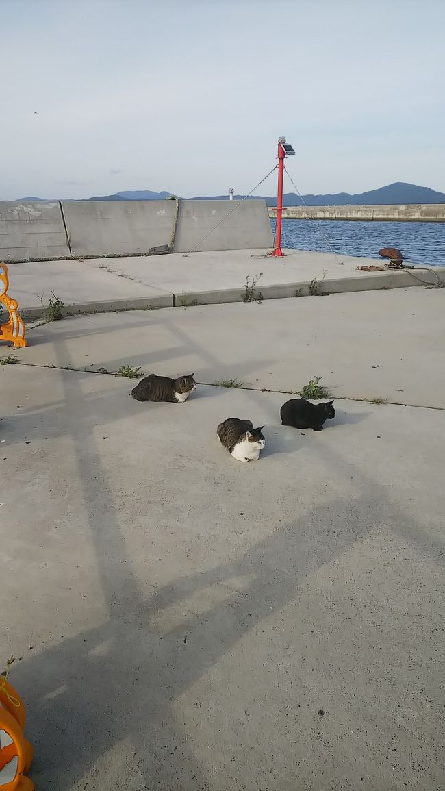 石巻市の田代島に猫がたくさんいると知り家族で出かけてきました。