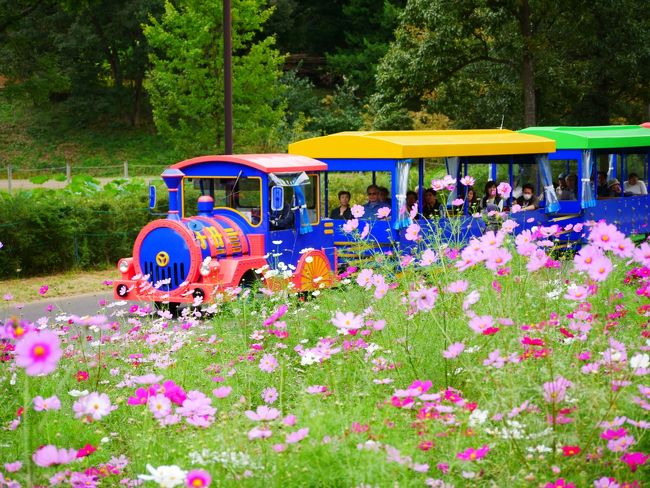 昭和記念公園の黄色一色のキバナコスモス(レモンライト)、カラフルなコスモス(ドワーフセンセーション)やソバの花などが順次見頃を迎えたと聞き行ってみた。<br /><br />※コスモスまつり2017の概要<br />＜開催期間＞　2017年9月16日(土)～10月29日(日)<br />＜開催時間＞　9：30～17：00<br />＜休園日＞　期間中無休<br />＜入園料＞　大人(高校生以上)410円／子供(小・中学生)80円／シルバー(65歳以上)210円<br /><br />花の丘；ドワーフセンセーション　400万本(10月中旬～下旬)<br />原っぱ東花畑；レモンブライト　70万本(9月中旬～10月上旬)<br />原っぱ西花畑；イエローキャンパス　80万本(10月下旬～11月上旬)<br />コスモス見本園；30種のコスモス(10月上旬～11月上旬)<br /><br />コスモスまつり2017(昭和記念公園HP)<br />http://www.showakinen-koen.jp/event/cosmos_2017/<br />