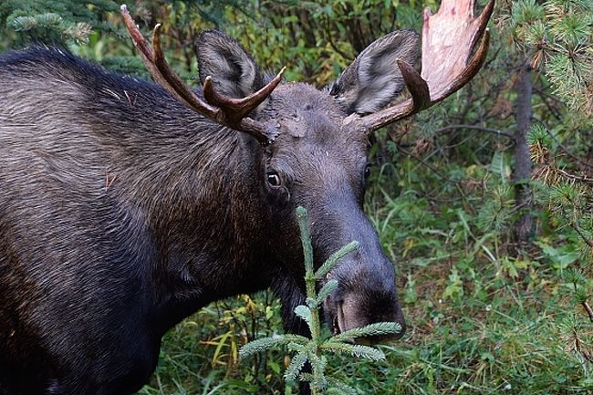 カナディアンロッキーの美景 オパール ヒルズ ムース レイク Opal Hills Moose Lake カナディアンロッキー カナダ の旅行記 ブログ By Tabi Tabiさん フォートラベル