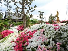 法雲禅寺のつつじ