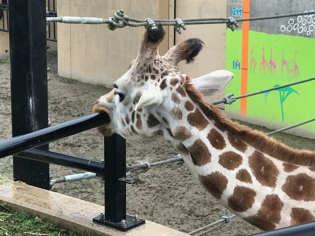 3日目、天気が悪いので旭山動物園向かう。9時半オープンで9:35に着いたが、すでに駐車場は結構いっぱい。<br /><br />入ってすぐある、各動物の「もぐもぐタイム」を知らせる看板で開始時間をチェック。まずはペンギンの10:45に照準を合わせ、それまで他を見て回る。それぞれの動物の見せ方に工夫が見られ、人気の理由がわかる。一通り見たら中の食堂でランチ。旭川ラーメンにつられて注文したが完全に失敗でした。<br /><br />14時、道中の「かんのファーム」があまりに色鮮やかなので駐車場に止めて見せてもらう。無料は申し訳ないので、ショップでカレンダーを購入。<br /><br />さらに道中にあった「フラワーランドかみふらの」の看板も綺麗だったので、道をそれて上がってみる。こちらは大型バスが来ていた。色彩鮮やかな畑が広がり、遠方の山々と美しい風景を作り出していた。<br /><br />トマムに到着前に黒い雲が広がりゲリラ豪雨になって前が見えないくらいの中を走らせる。17:30にホテルトマムのタワーに到着しチェックイン、ウェルカムドリンクをもらう。<br /><br />フロント周りなど中国人を含めてすごい人なので、荷物を部屋に入れて、すぐに夕食に出かけた。<br /><br />ブッフェは大混雑、寿司屋はカウンターが空いていたので入る。我が家の定番、貝類のお造りは豪華な大皿もり、珍しい水ウニも食べられて満足。