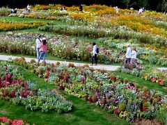 県立四季の森公園から里山ガーデン秋の大花壇　２０１７秋