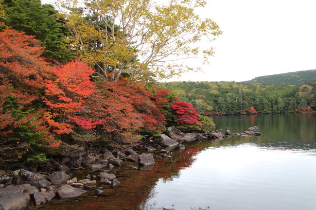 信州紅葉ドライブ２日目は、生憎の曇り空です。<br /><br />朝７時過ぎにホテルをスタートし、中央道諏訪ＩＣから白駒池に向かいました。<br />途中朝食をとり、白駒池には９時に到着です。<br />２年前の日曜日に来た時には、駐車場は満車でしたが、今日は月曜日の朝ということで、まだ第一駐車場に入ることができました。<br /><br />標高２０００ｍを越える位置にあるため、白駒池の紅葉も見頃を迎えていました。<br />湖畔を一周している間に小雨が降り始めましたが、１０時過ぎに池を後にして八ヶ岳方面から帰路につきました。<br /><br />当日の記録は、ブログ「アトムの旅」http://sabu3615.blog.fc2.com/にも記録してありますので、よろしかったら見に来てください。<br /><br />