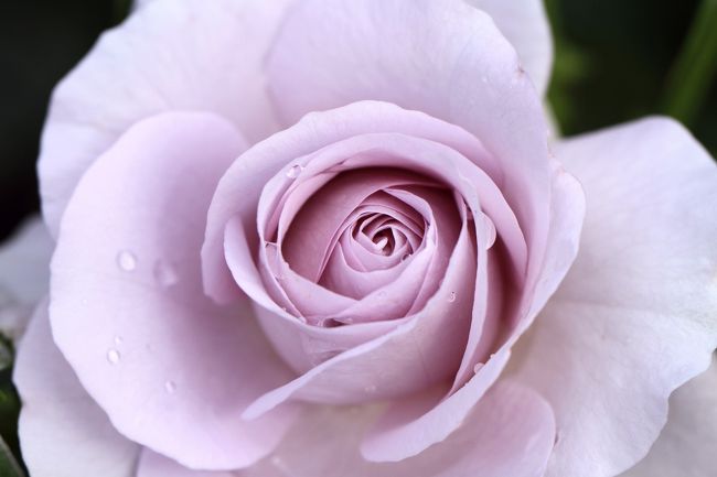 荒牧バラ公園  兵庫県伊丹市<br />約２５０種１万本のバラが咲き誇る広さ約１．７ヘクタールの市街地にある公園です。<br />たくさんの人が咲き誇るバラを楽しんでいました。<br />