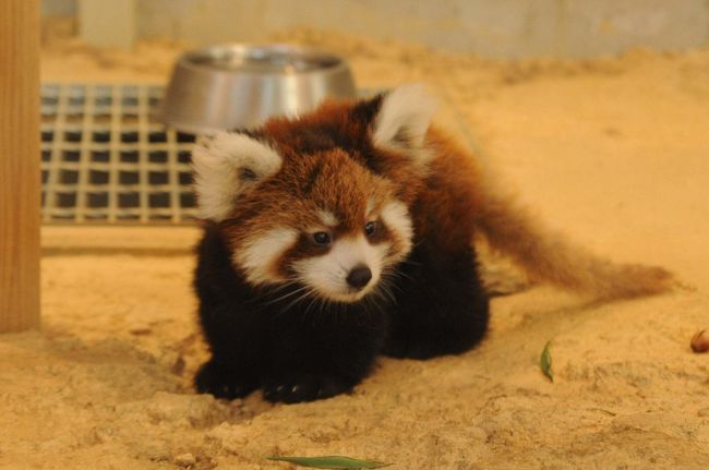 　レッサーパンダの聖地　西山動物園にて6月29日に誕生したレッサーパンダの赤ちゃん　めいしゃん（梅香）が平成２９年１０月５日より　毎日１３時３０分～初公開されるに合わせてレッサーパンダの赤ちゃんを見に行って来ました。