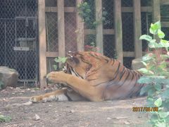 ２０１７・８ フフホト・大同・張家口・宣化・北京の旅(３)～予定外の上海一日観光（上海動物園）