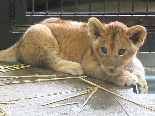 サファリが休みなので桐生が岡の赤ちゃんライオン