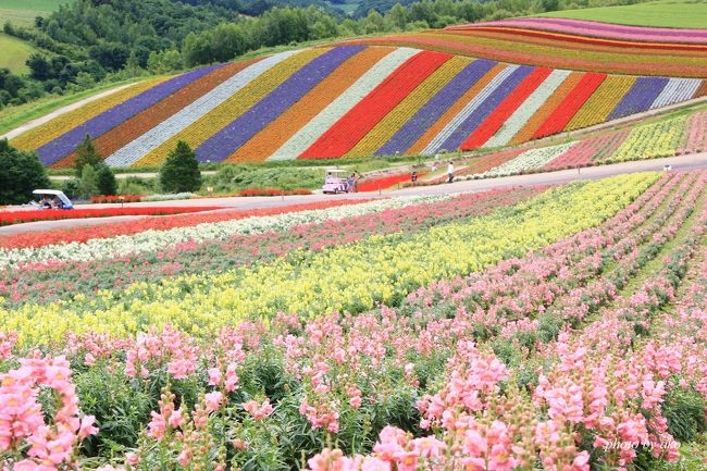 夏のカラフル北海道 (４)花と緑に溢れた美瑛と青さが増した青い池