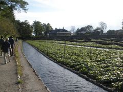 初秋の信州ぶらり旅（1）大王わさび農場見学後　割烹旅館「みさと」で思い出のひと時を