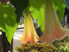 夏と秋が同居した花が見られたふじみ野市鶴ケ岡中央通り傍の花園