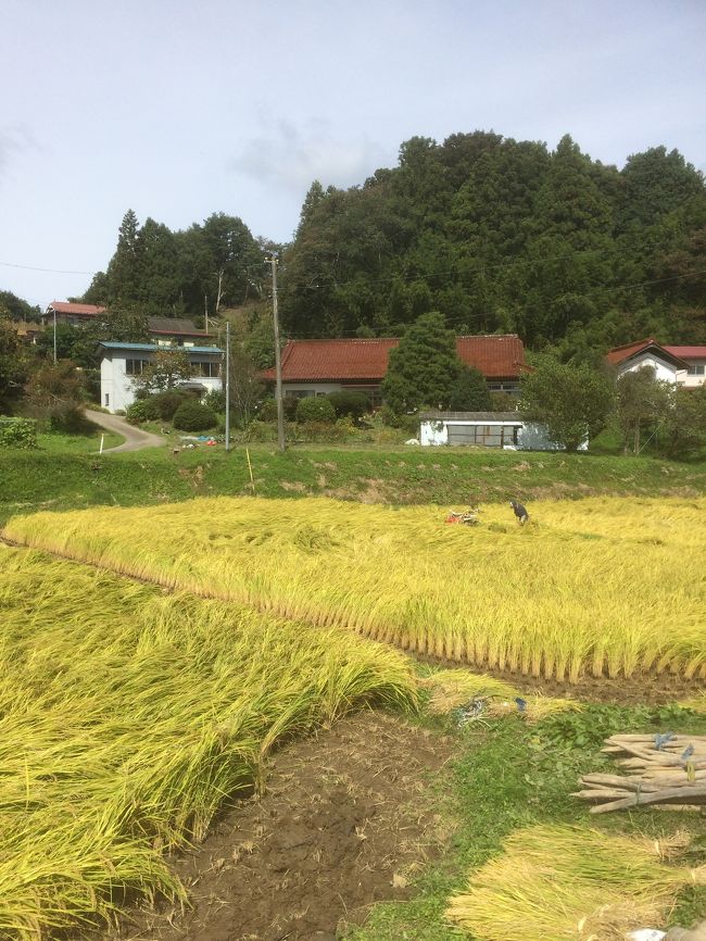 昔からお世話になっている先輩夫婦のご実家がある福島県郡山市に、ドライブを兼ねて遊びに行きました。<br />千葉の自宅を８時前に出発、東関道から県央道へ。県央道が開通してかなり便利になりました。牛久の大仏を横目に常磐道へ。途中、中郷ＳＡで休憩して再び北上しいわきへ。いわきＪＣＴから磐越道へ入り小野ＩＣで下りて目的地へ。三連休中日でもあり、大きな渋滞もなく約３時間で到着しました。<br />到着するとそのまま近くの田んぼへ。前日雨が降ったせいで一部稲穂が倒れていましたが、早速水田に入り、稲刈り機で刈られた稲を移動させる作業をお手伝い。約１時間の作業でしたが、なかなか大変でした。<br />昼飯をご馳走になり、休憩してから午後の作業へ。約２時間で１区画の刈り取りが終わりました。初めての経験でしたが、貴重な体験をさせてもらいました。