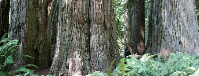 レッドウッド国立 州立公園周辺 旅行 クチコミガイド フォートラベル アメリカ Redwood National And State Parks