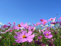 近江八幡でコスモスとクラブハリエと八幡堀