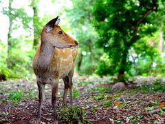 奈良、若草山、鹿との触れ合いピンポイント旅