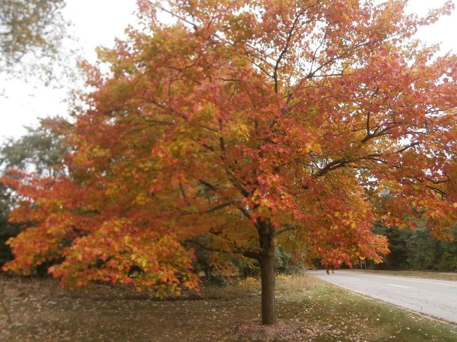 秋の紅葉が始まってオークランド