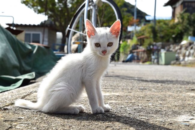 ★街十色～ 滋賀 近江八幡のいろ うみのいろ　その２ 沖島ねこだけ 篇★ 