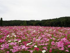 長岡の花と酒、団子に煎餅