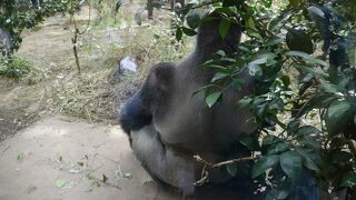 ゴリラは優し癒しの京都市動物園 2017