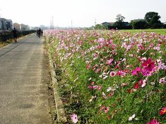 今朝の早朝ウォーキングは久喜市鷲宮のコスモスロードを歩く