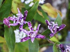 箱根の紅葉はまだまだ先（10月9日）