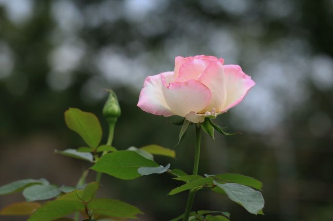 最近は、涼しくなったり暑くなったりで、気温もめまぐるしく変わります。<br />皆様も、体調にはご自愛くださいね。<br /><br />いつもの散歩道の愛知県緑化センターで、秋の花探ししてきました。<br />後半、９月の半ばに、以前の職場のＯＢ会で歩いた、名古屋市中村区の秀吉、信長の歴史を訪ねる街歩きも、今更ですが、記録としてアップしてみました。<br /><br /><br />表紙の写真は、愛知県緑化センター内の秋バラ。