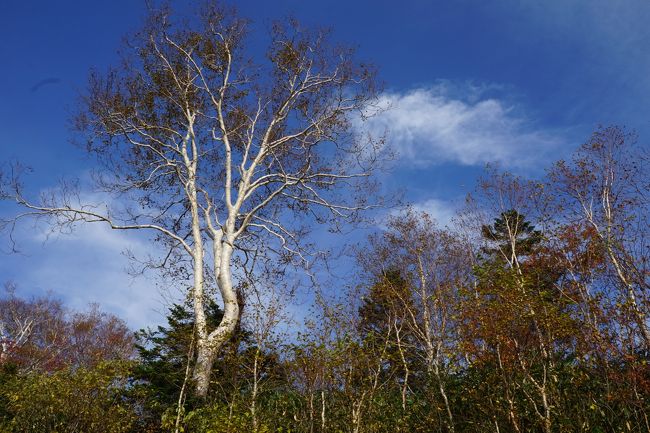 今日は、今回の旅のメイン、八幡平。自然が豊かな東北ですが、ここは岩手県を代表するだけではなくて、東北でも屈指の観光地。<br /><br />ちなみに、山の関係で言うなら、東北最大の観光スポットは蔵王と十和田湖が双璧。温泉街もそれなりにあったり、長期の宿泊も可能です。白神山地は世界遺産ではあっても、観光客の数ではこの二つには遠く及びません。そして、私の中では、八幡平はアクセスもしっかりしているし遊歩道とかの整備もよく行き届いていて、多彩な名物温泉もあちこち。磐梯山や鳥海山、栗駒高原と並んで、二つに次ぐ位置付けなんですよね。<br /><br />今回はレンタカーだし、紅葉真っ盛り。その魅了を十分に味わいたいと思います。ただ、その前に、立ち寄った岩手山もなかなか。盛岡市内からもよく見える山なんですが、近くで見ると典型的な休火山。美しい一方でまだ溶岩の跡も生々しい。こんなに迫力があるものかととても驚きました。