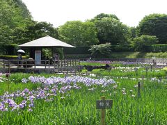 奈良県営「馬見丘陵公園」で花菖蒲鑑賞。バラも咲いていました。