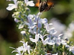 ひまわりの丘公園の昆虫たち