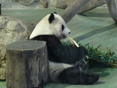 連休の台湾は、蒸し暑かったわん二日目、十分と動物園