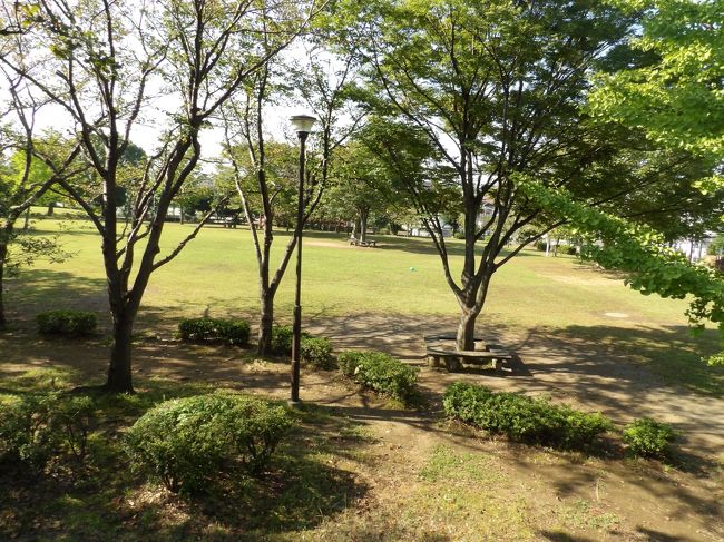 　本郷台団地を貫くバス通とすずかけ通が交差する角に本郷台中央公園がある。中央公園と名付けられているように公園の広さはある。しかし、如何せん公衆トイレは設置されていない。<br />　今年の春には枝垂れ桜の下で桜見する人たちを紹介した（https://4travel.jp/travelogue/11231463）が、秋には何があるの？何ができるの？探してみたら何本かの金木犀が見付かった。お彼岸過ぎには開花して、きっと金木犀の香を楽しめたはずだ。<br />（表紙写真は公園の木立）