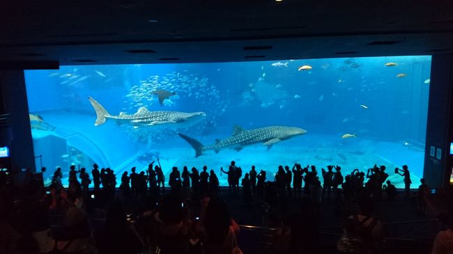 ２日目・前編は主に沖縄美ら海水族館を中心に紹介していきます。<br /><br />ちなみに、<br />１日目はこちら↓<br />https://4travel.jp/travelogue/11292445<br /><br />２日目・後編はこちら↓<br />https://4travel.jp/travelogue/11292994<br /><br />３日目・前編はこちら↓<br />https://4travel.jp/travelogue/11292452<br /><br />３日目・後編はこちら↓<br />https://4travel.jp/travelogue/11293041