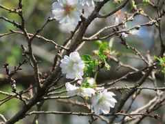 秋の花を求めて川越・下松原、下赤坂地区をサイクリングする②ジュウガツザクラ他を見る