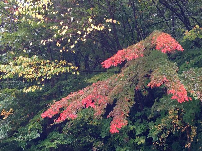 秋真っ盛りの那須連山と那須の美味しいものに感動