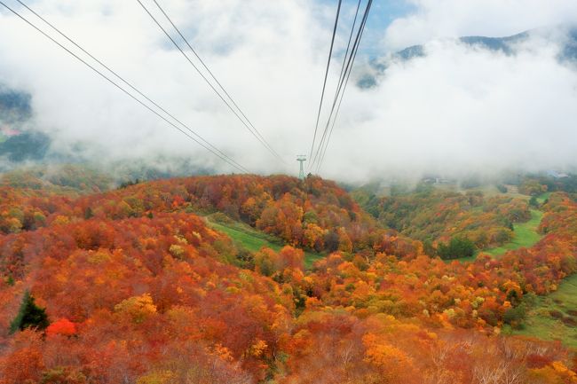 真っ赤な紅葉を目指して紅葉最前線の東北へ行ってきた。<br /><br />１日目　山形県立石寺（通称「山寺」）→蔵王温泉で一泊<br />２日目　宮城県「お釜」→山形駅周辺観光<br /><br />旅行記その２は、蔵王温泉での紅葉狩り。<br />期待以上に色とりどりの紅葉を見ることができ、目的達成！