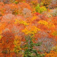 紅葉の八幡平ドライブ【盛岡～八幡平～玉川温泉～田沢湖～繋温泉】