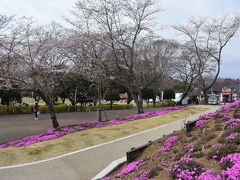 自転車でGO！ 2017.04.05 =春を探しに岩本山公園に…=